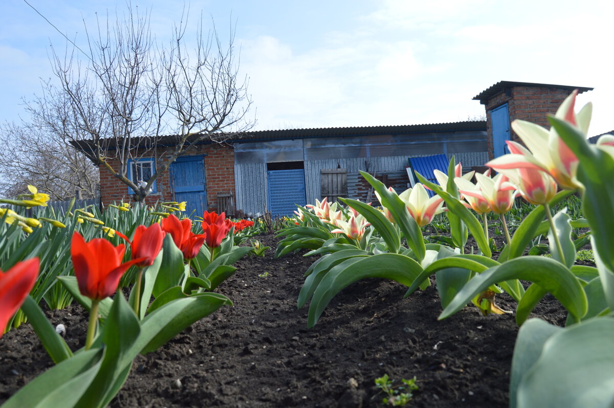 Фото автора. Март 2023. Расцвели в саду цветочки.