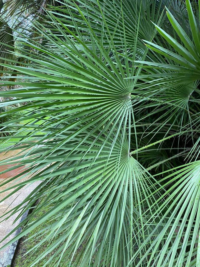 Роскошные веерные листья хамеропса низкого