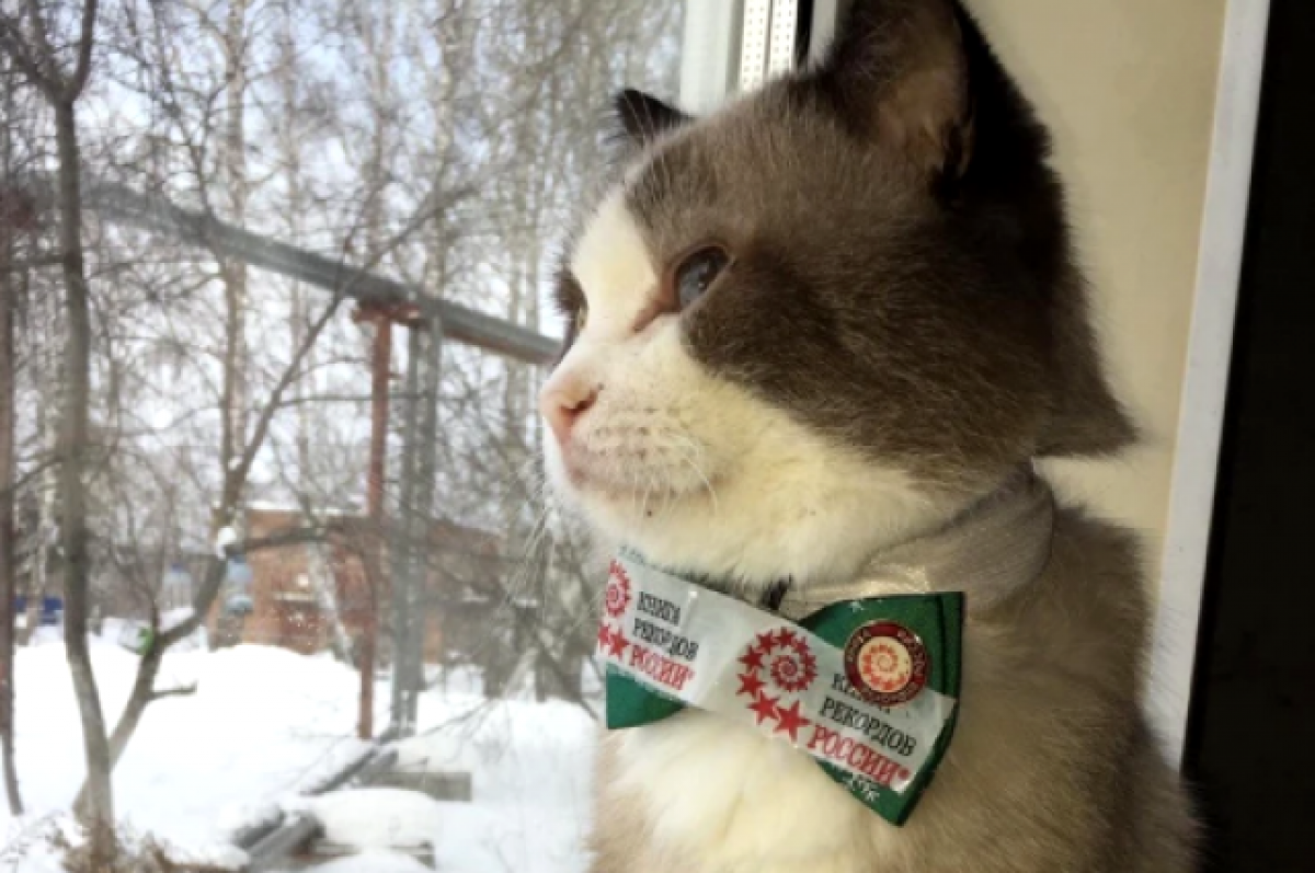 Кот 26 лет. Кот 26 лет. Кот 26 лет. Старый кот. Кошка флосси.