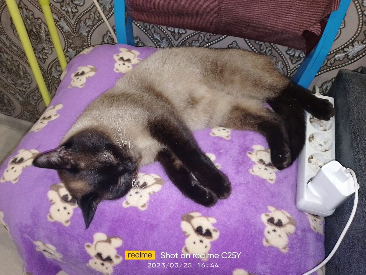 Мой кот Макс из моего родного города