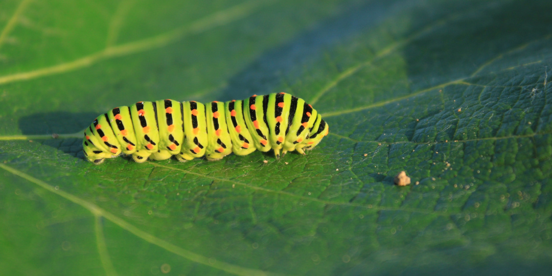 Сказка о перфекционизме