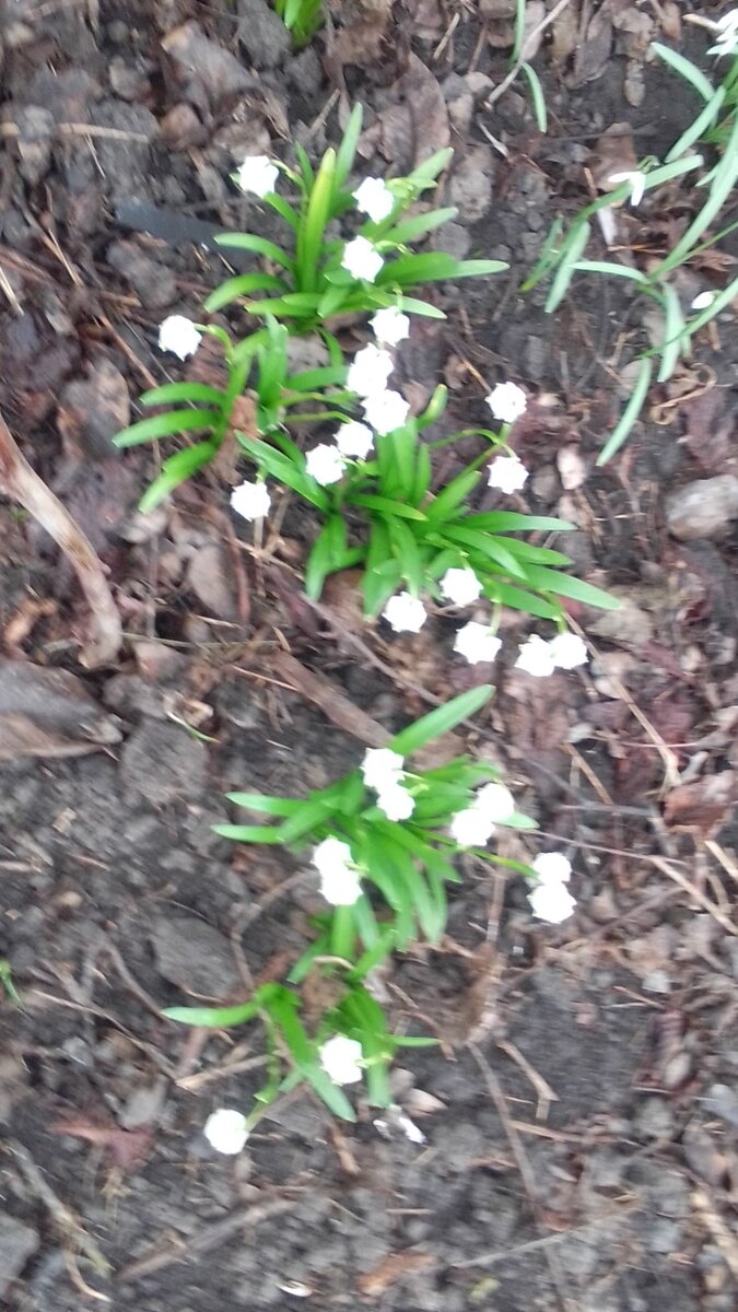 Учение с печеньем