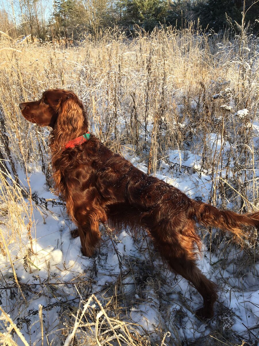 Брайт по-английски значит -  яркий!