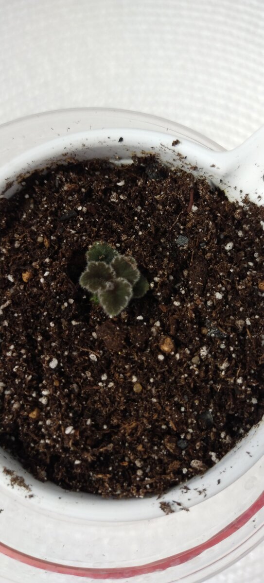 Клубенёк с одним ростком.