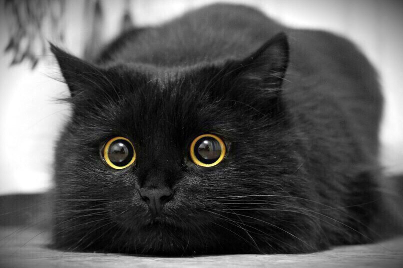 Котик сконцентрирован и ты сможешь!