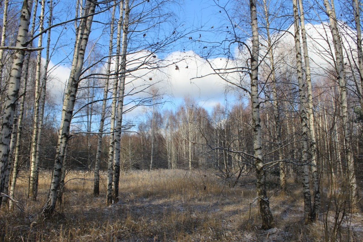    Во Владимирской области для системы «Лесохранитель» закуплены 10 камер