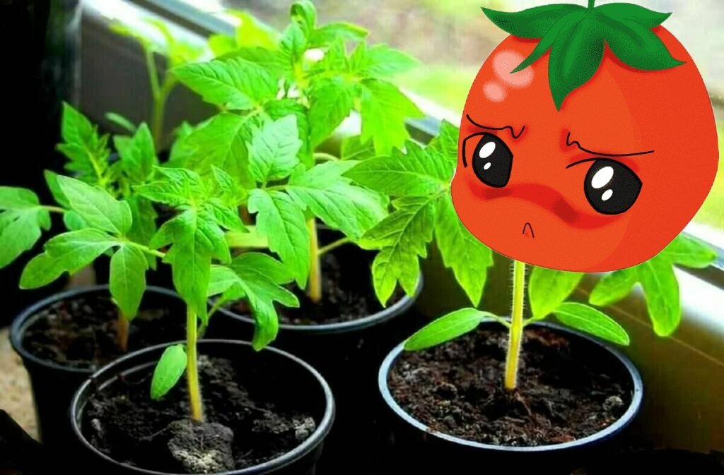 Посадка томатов в апреле 2024 года. Рассада помидор. Рассада помидор по дням. Рассада помидор начало. Помидор рассада с семенами.