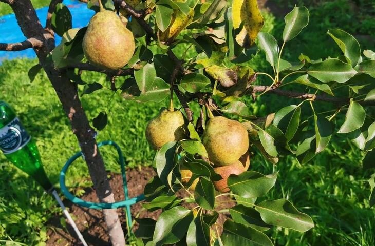    Уход за грушей для богатого урожая: советы эксперта