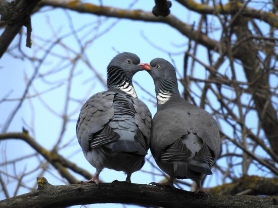     Фото: группа «Курская область» в ВК