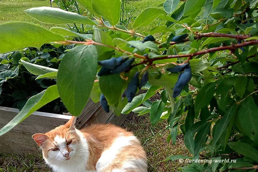 Любимое место моей кошки — под кустиком жимолости. И получается, что она защищает ягодки от птиц. 