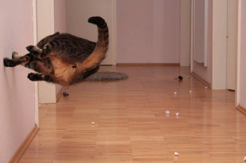 Кот бегает по стенам. Кот бегает по квартире. Коты носятся по квартире. Смешной кот на полу. Топот снизу