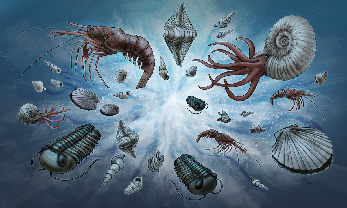 Кембрийский взрыв в представлении художника