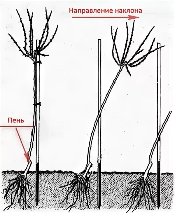 Надо ли заглублять розу. Посадка штамбовой розы весной. Саженцы штамбовых роз. Посадка штамбовой розы.