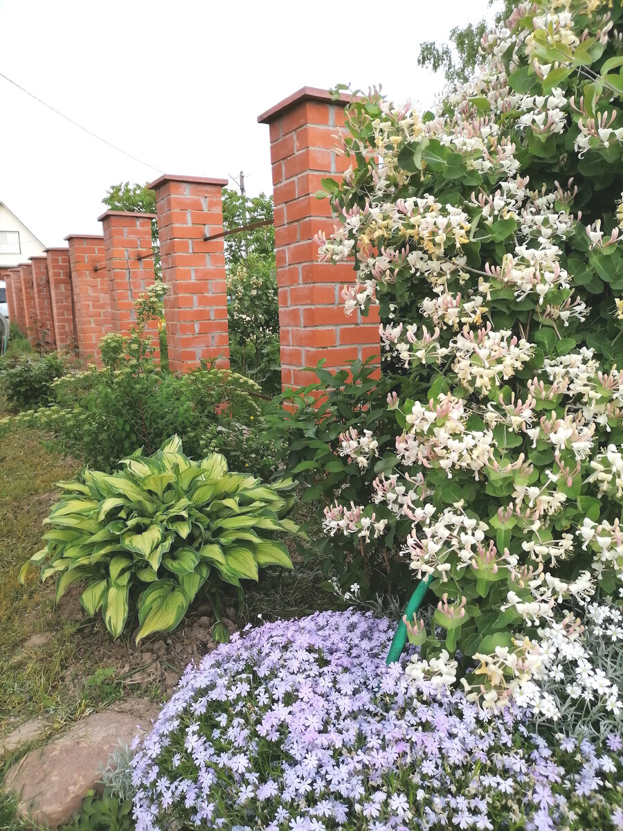 Жимолость каприфоль, фото автора