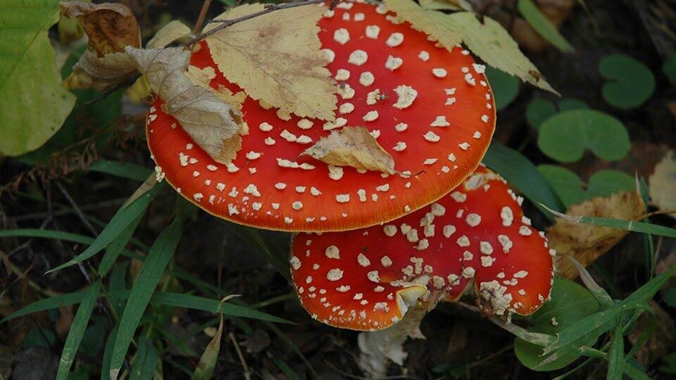     Терапевт Ромасов объяснил опасность микродозинга мухоморов Global Look Press/Anton Kavashkin/Russian Look