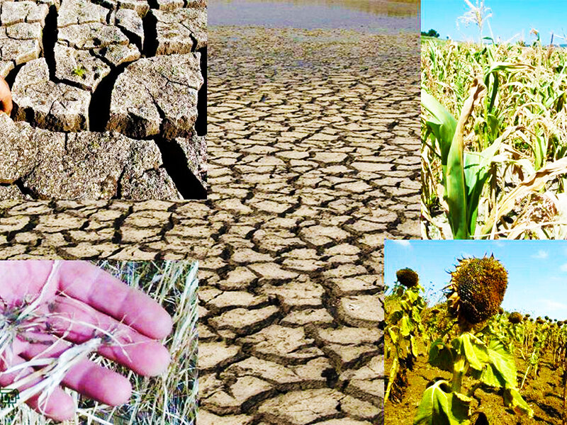 Тема засуха. Засуха урожай. Засуха в городе. Влияние климата на сельское хозяйство. Влияние засухи на урожай.