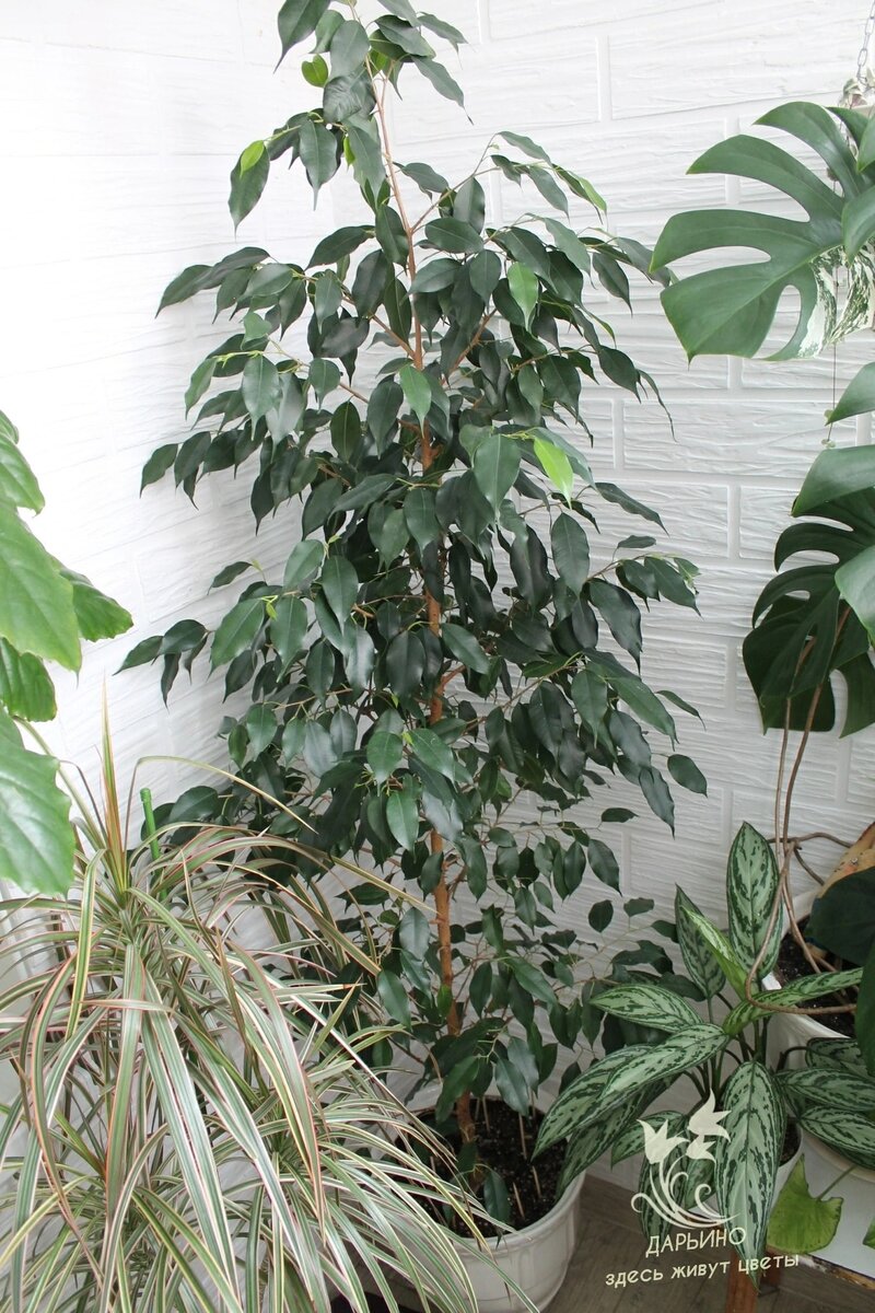 Фикус Бенджамина 'Midnight lady' из моей коллекции