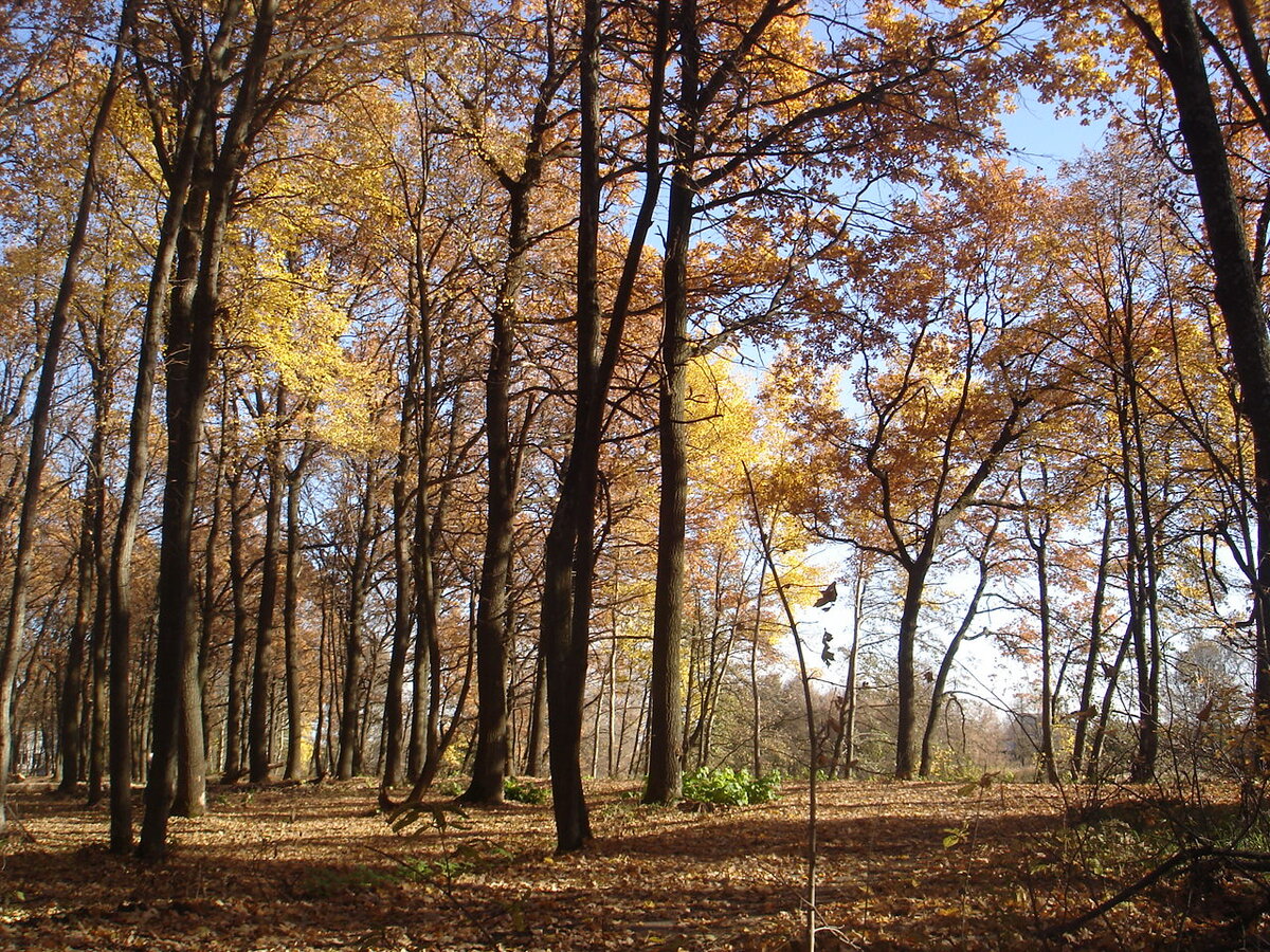 В такой осенний денёк грех сидеть дома. И протоптанные в негустом смешанном лесу тропинки - неплохой вариант для туризма выходного дня. 