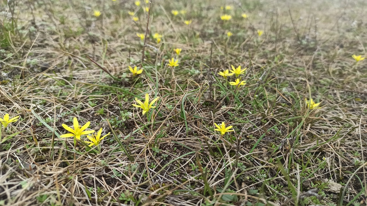 Гусиный лук цветет на поляне.