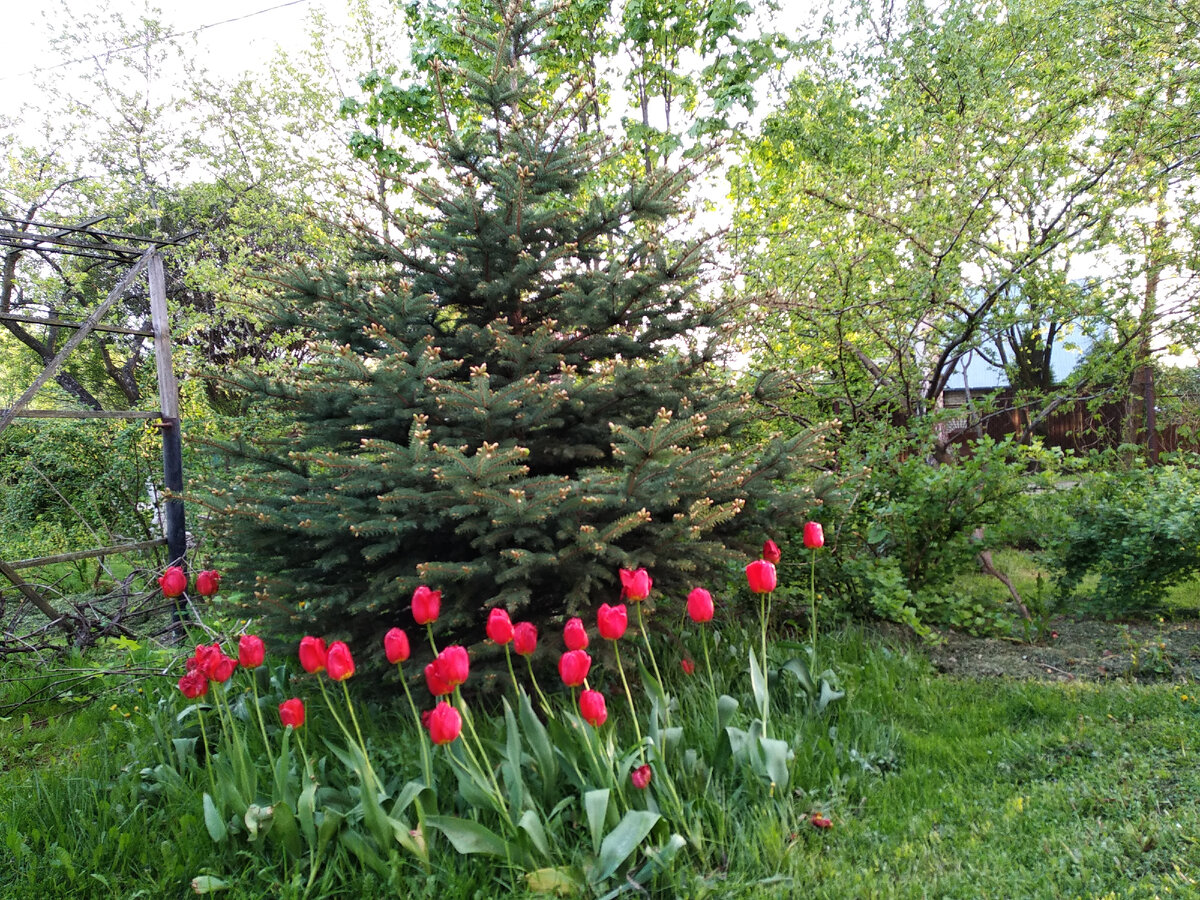 Ель колючая Шовенхорст (Picea pungens Schovenhorst)
