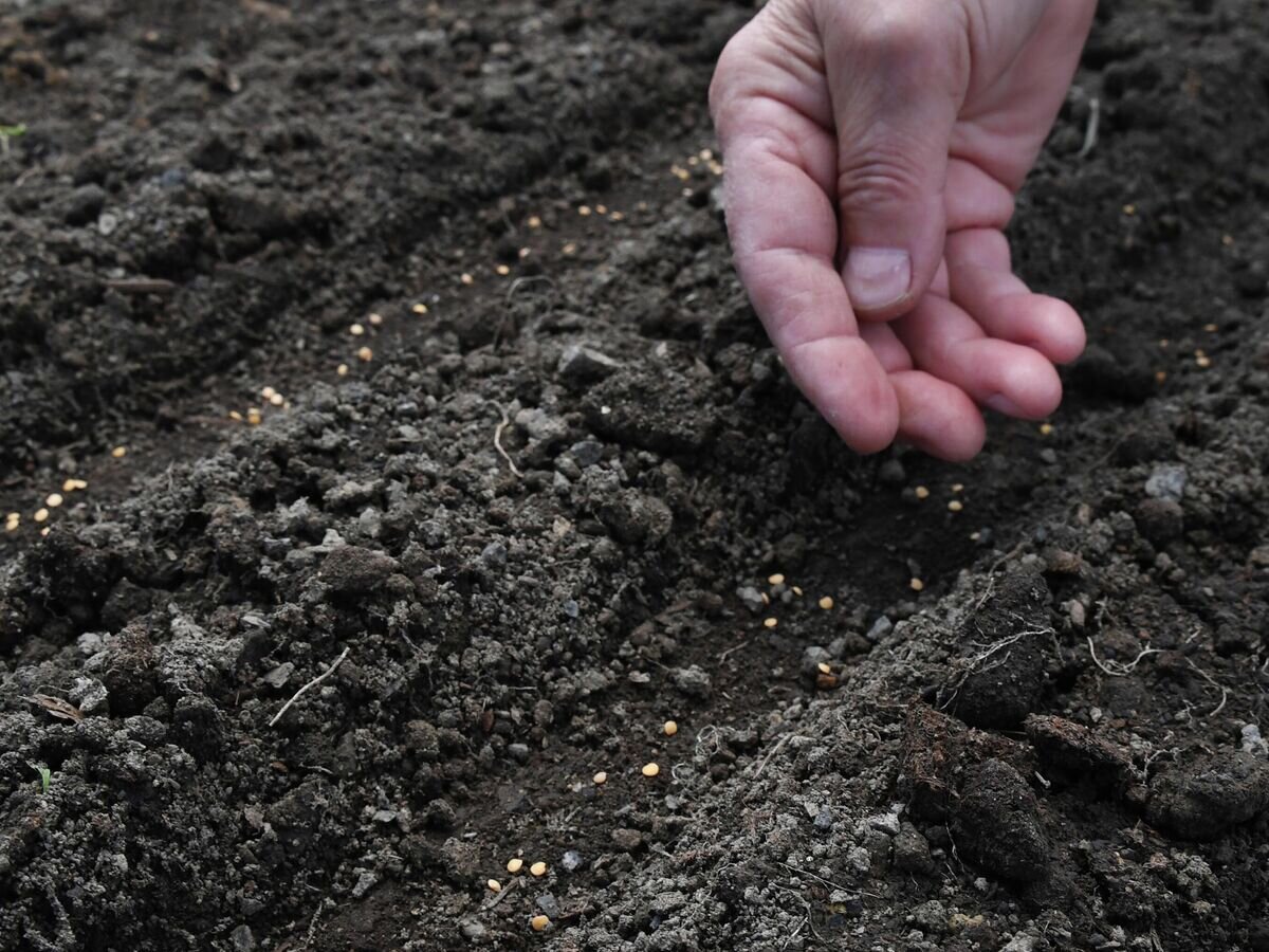    Жительница села Кролевец Приморского края высаживает семена баклажанов в теплице личного хозяйства© РИА Новости / Виталий Аньков