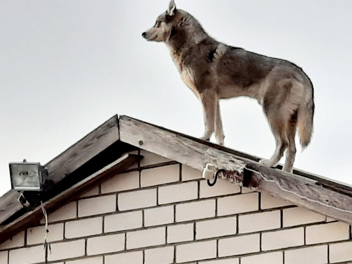 Авторское фото