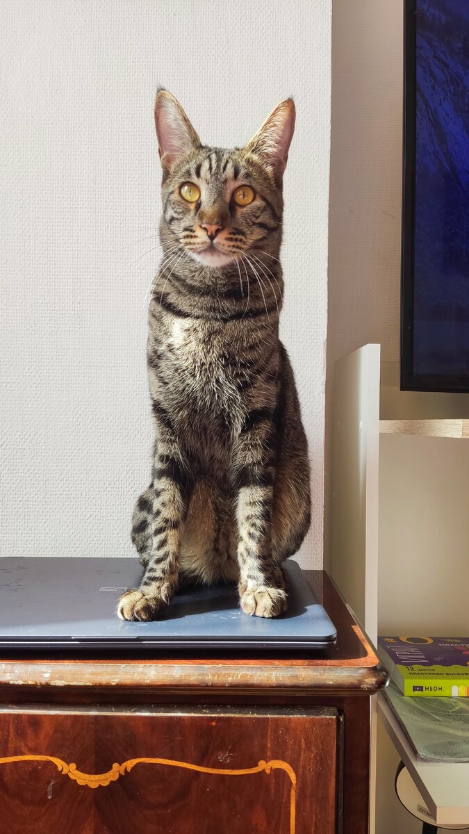 Стройный кот