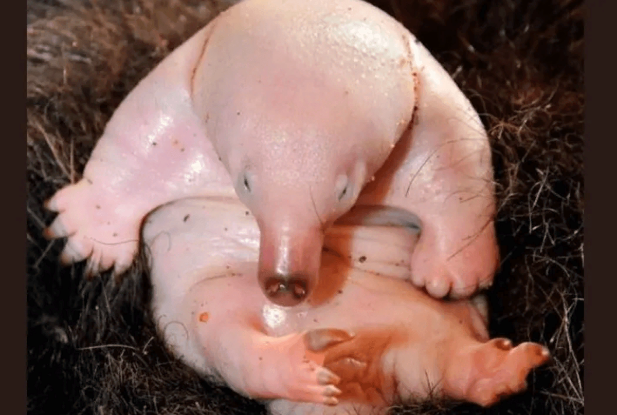 Детеныш ехидны.