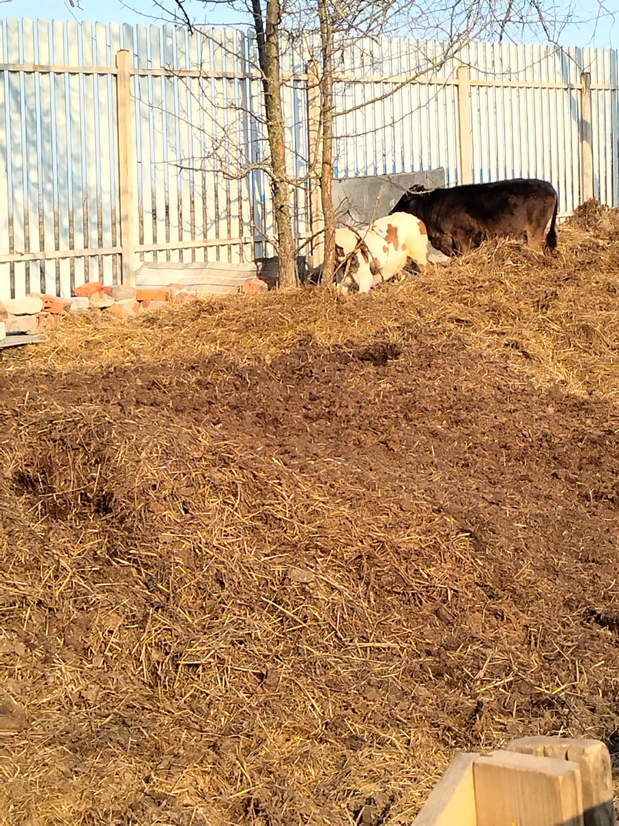 Об'едаем ветки груши