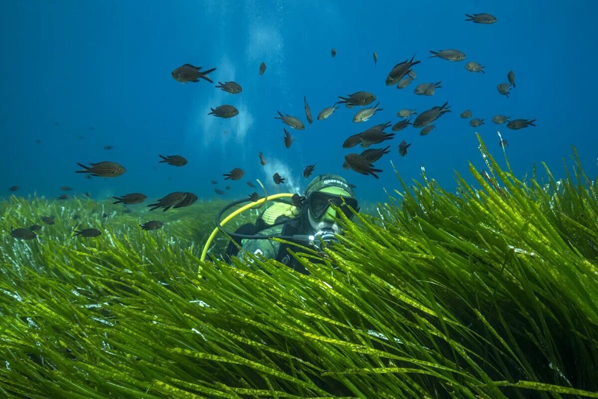Море с водорослями