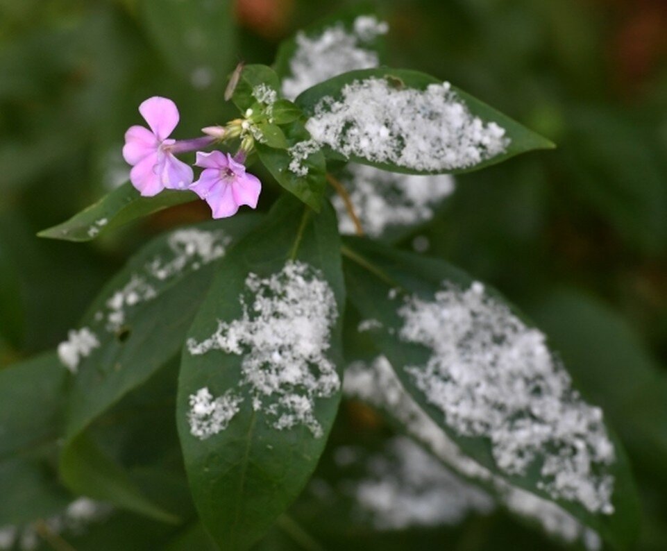     Небольшие заморозки возможны в отдельных районах Владимир ВЕЛЕНГУРИН