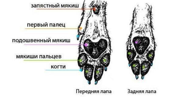 Кошачьи лапы (структура) - картинка из открытого источника