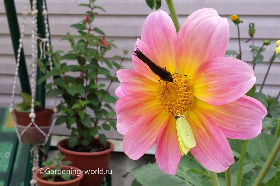 Домик бабочки в саду - 52 фото