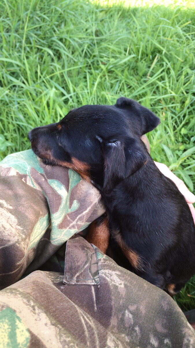 Щенок Ягдтерьера. 