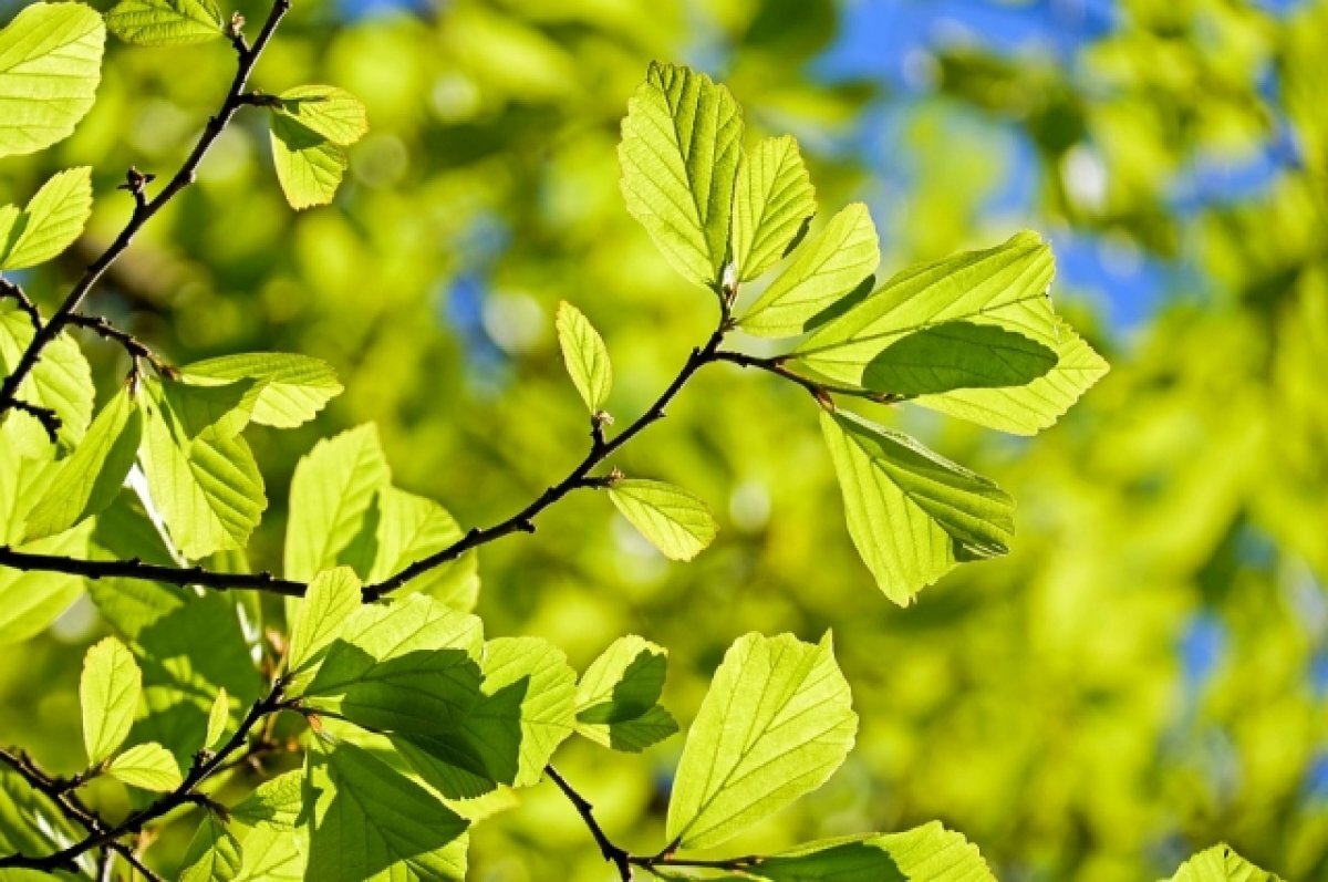    Тюменцы могут высказать свое мнение по поводу названия «сквер Равновесия»