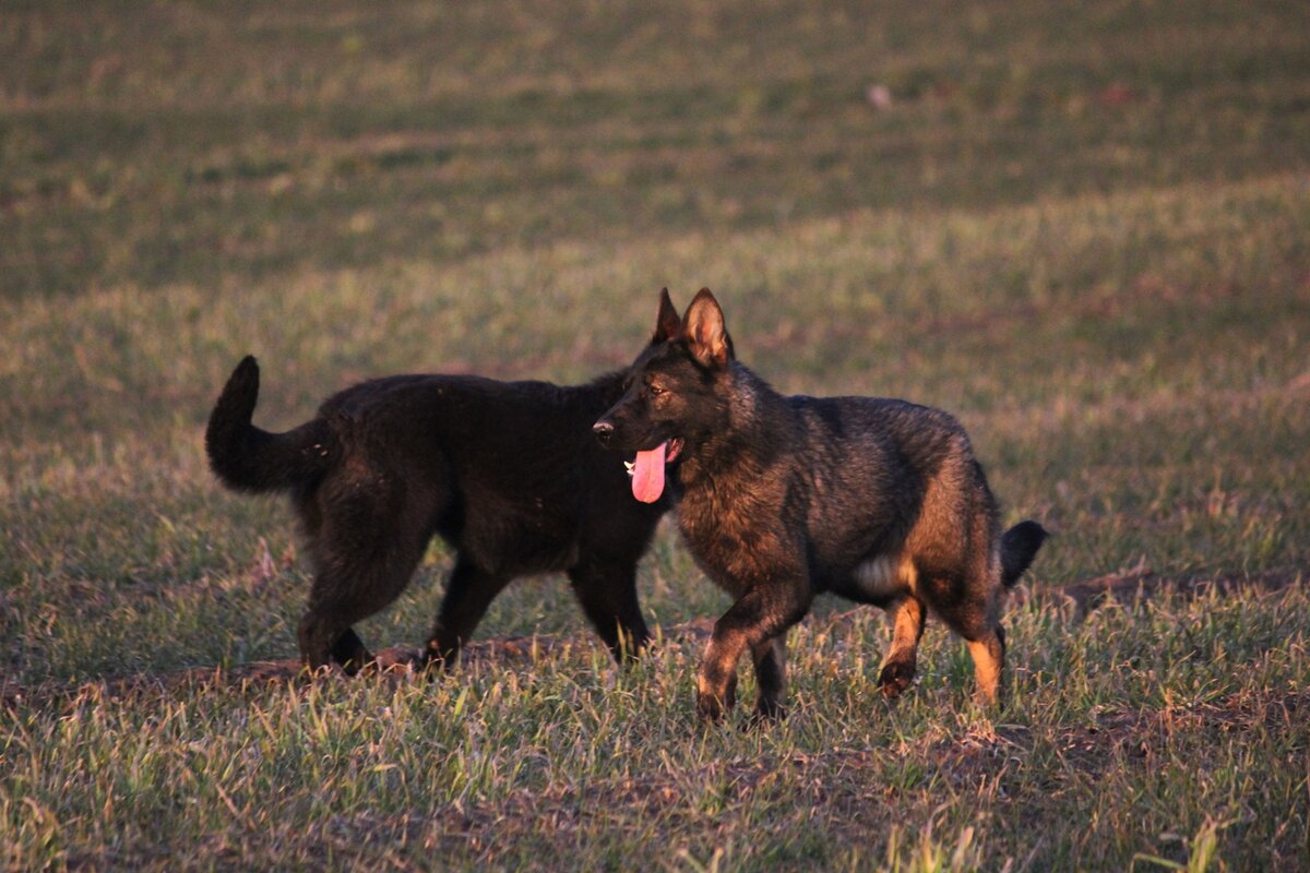 Аджара ШТАЗИ