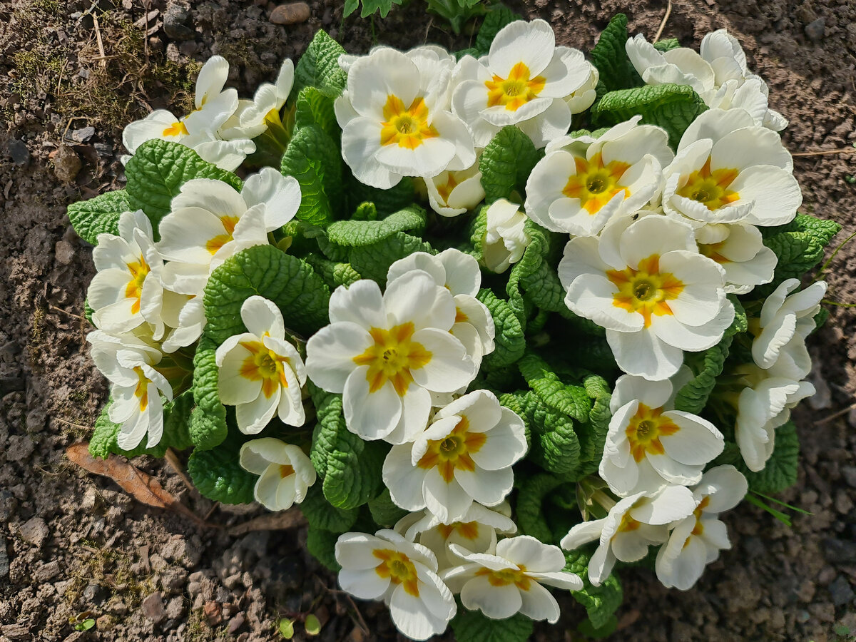 Пышноцветущая примула
