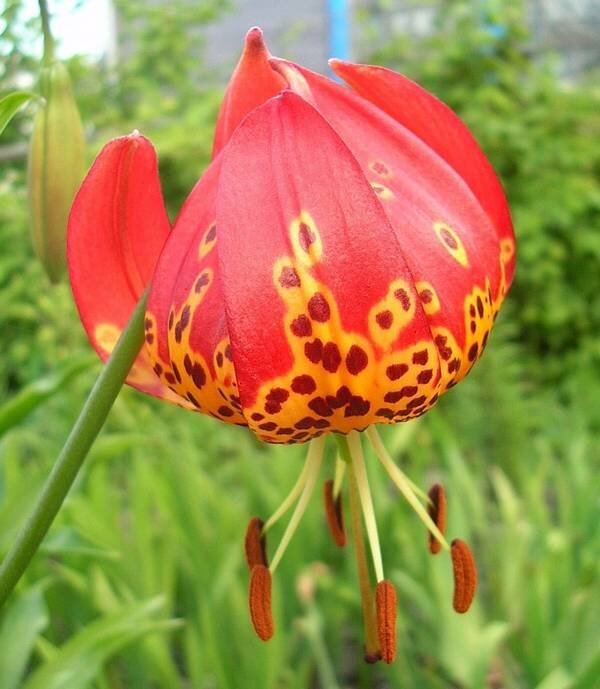 Фото с инета.