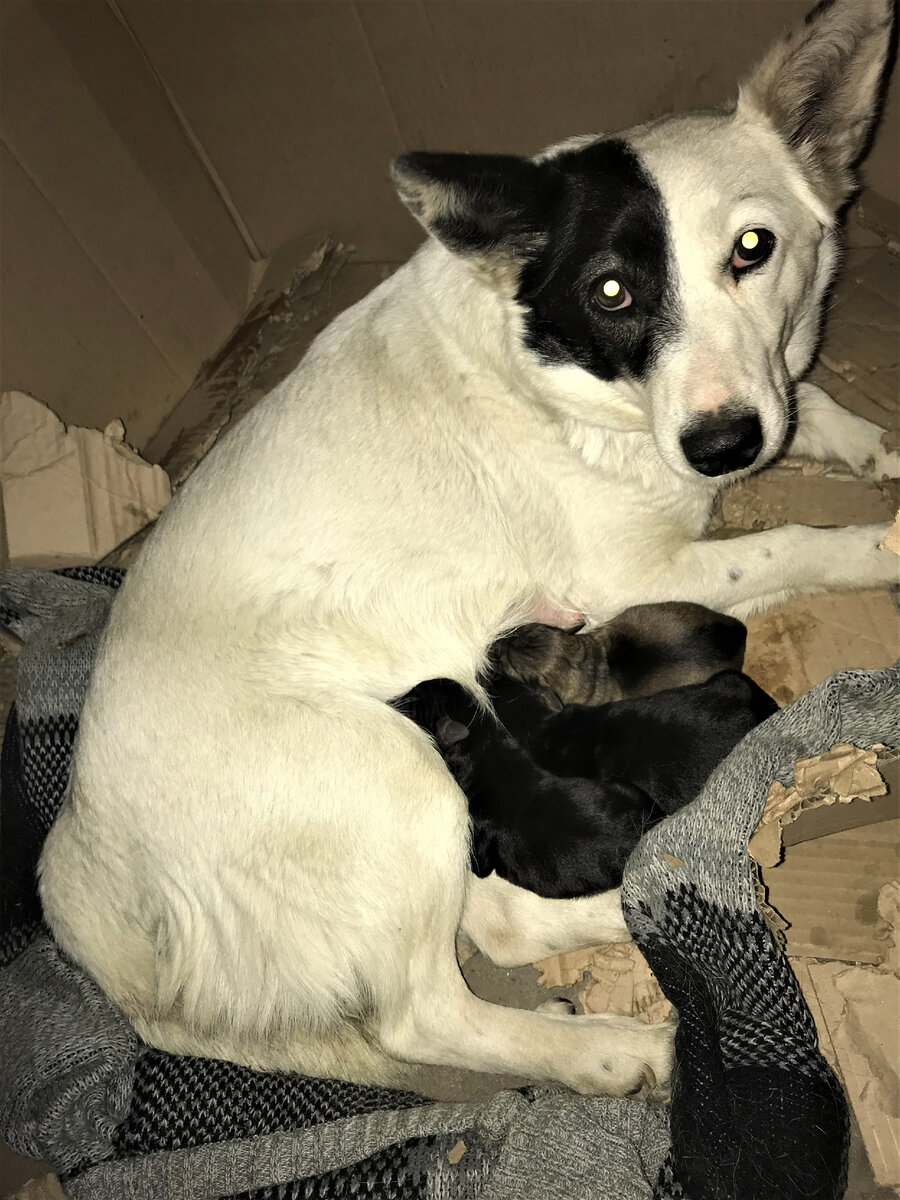 Марфа с малышами