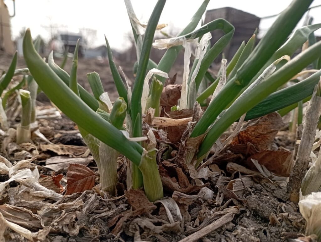    Фото: Амур.инфо