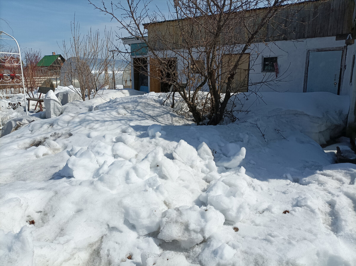 самое снежное место в тени у хозблока и бани