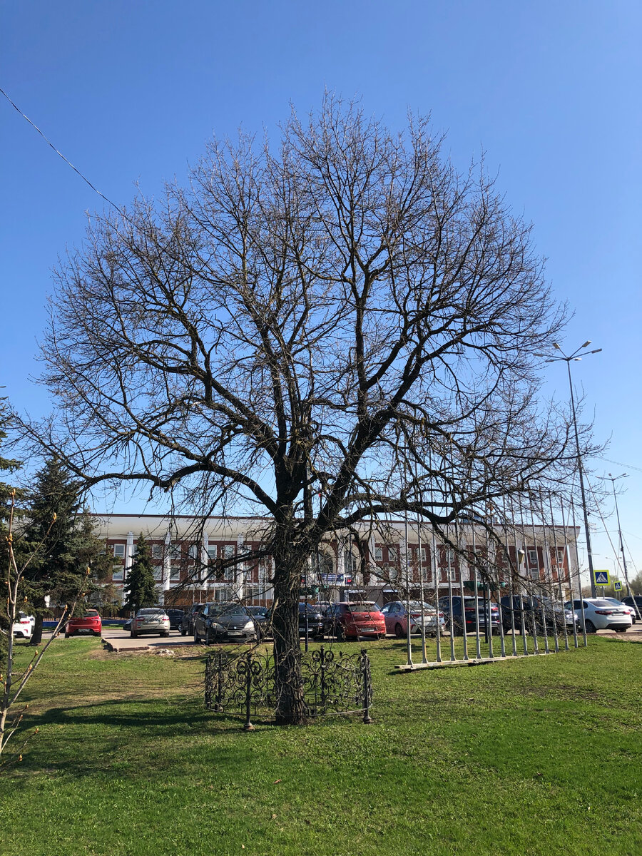 Дуб на площади у Администрации г.Чехов. Фото автора.