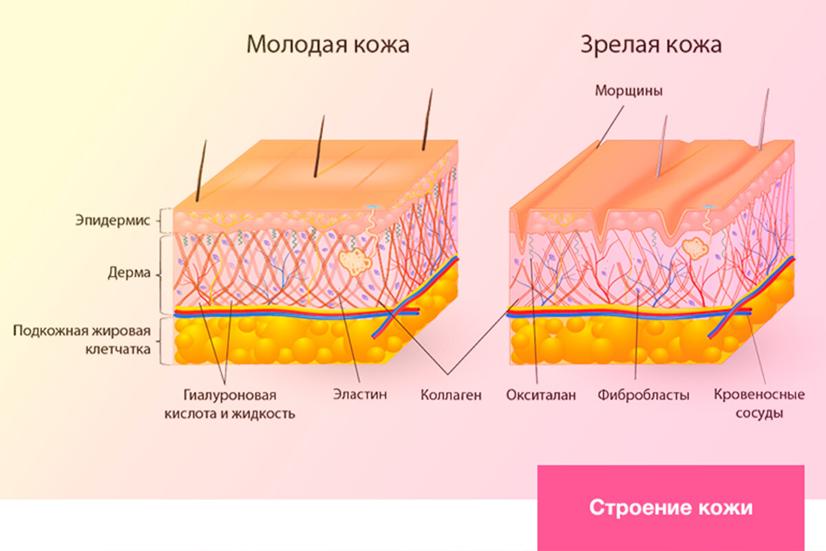 Уход за кожей шеи и зоной декольте