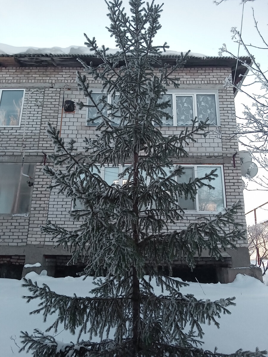 Зима. Фото автора канала.