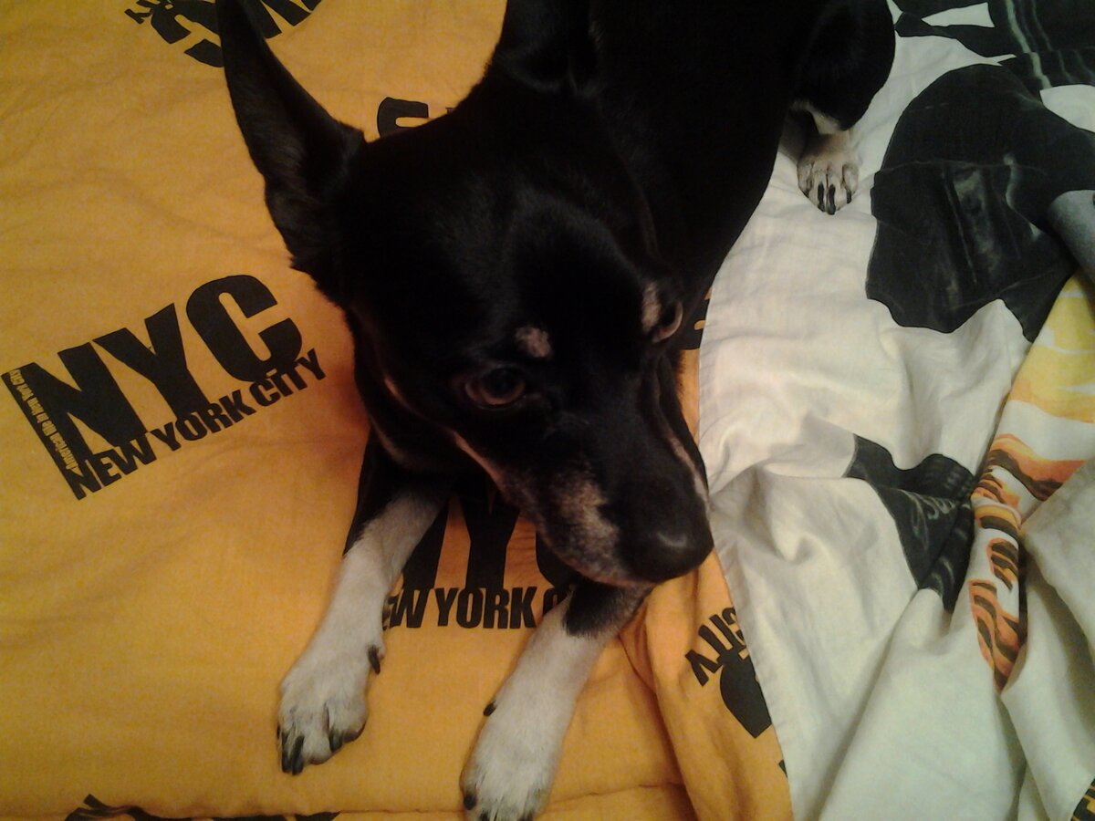 великолепный Сюся