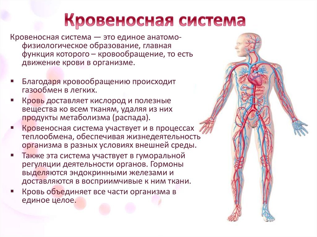 Кровеносная система человека из каких органов состоит. Строение и функции кровеносной системы. кровеносная система человека кратко 4 класс. опишите функции кровеносной системы. функция кровеносной системы человека 3 класс.