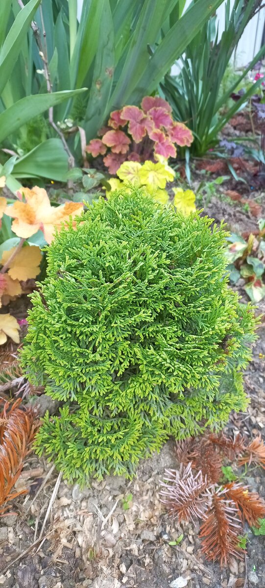 А это туйка моя. Как же нравится она мне. 