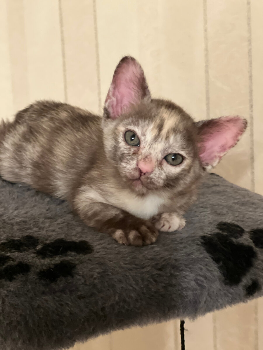 Питомник кошек Породы европейская Бурма Ладожский берег Ladoga Coast, бурманская девочка шоколадно- кремовая черепаха Вивьен Ли, 1,5 месяца.