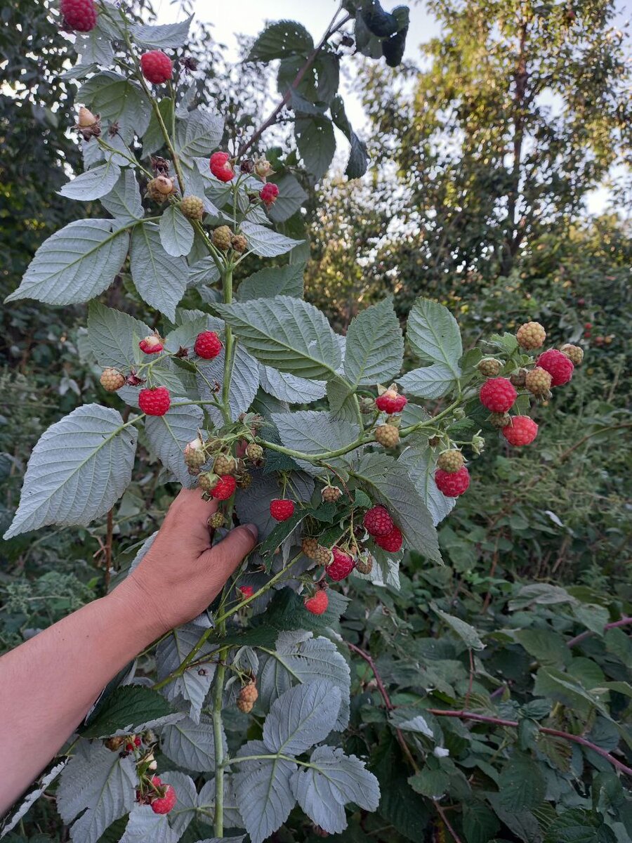 сорт крупных сладких яблок 5 букв