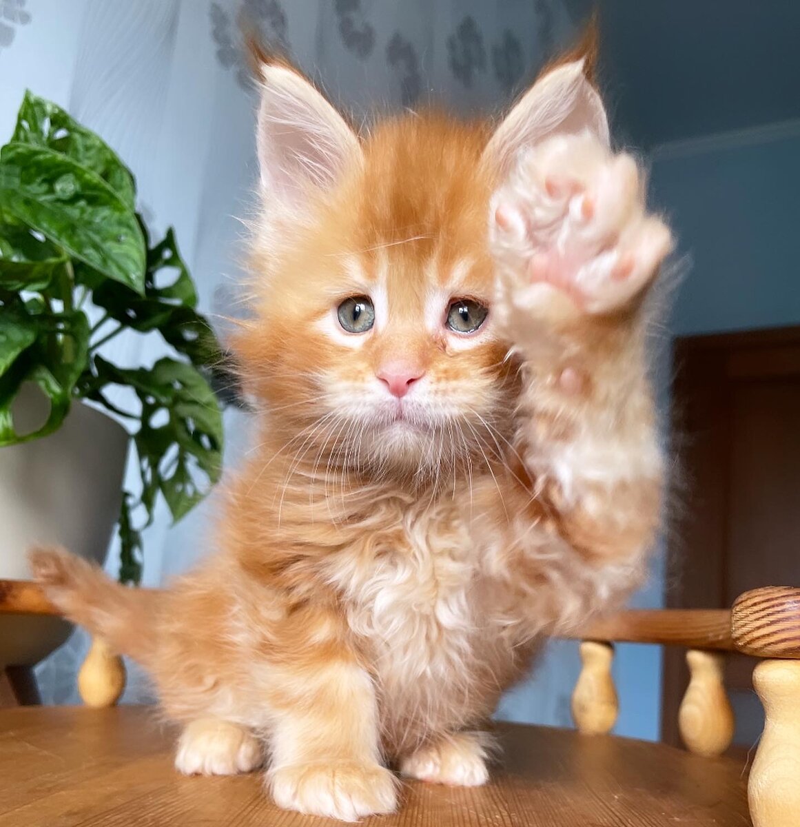 Фото из архива питомника LEOLAND